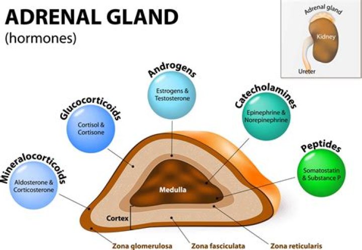 what hormones does the adrenal gland produce